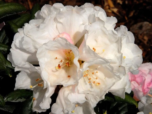 Rhododendron Koichiro Wada â Bild 2