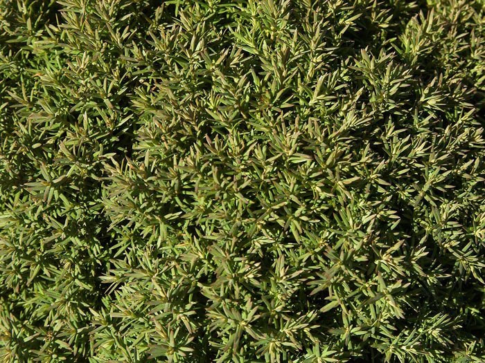 Thuja Occidentalis 'Teddy', Kuschel-Lebensbaum â Bild 2
