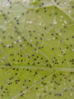 Schlupfwespe (Art.Nr. KB3056) â Bild 2