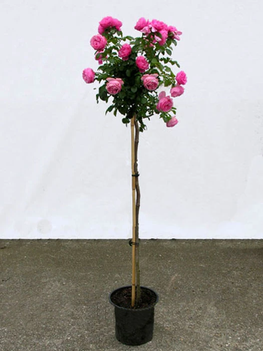 Rosen-Stämmchen Leonardo Da Vinci ® - Meilland – Bild 3