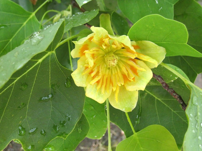 Liriodendron Tulipifera, Tulpenbaum – Bild 3