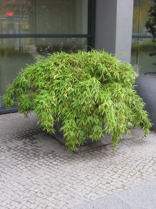 Fargesia Murielae 'Simba', Löwenbambus, Mähnenbambus – Bild 3