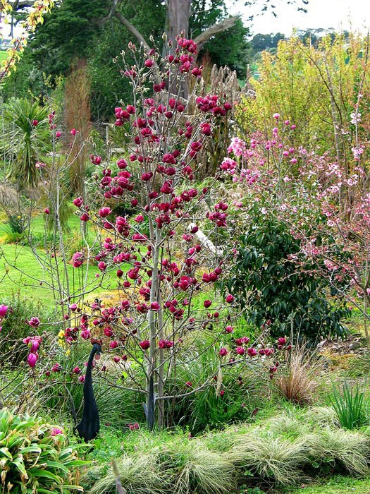 Magnolia 'Genie', Magnolien-Hybride â Bild 3