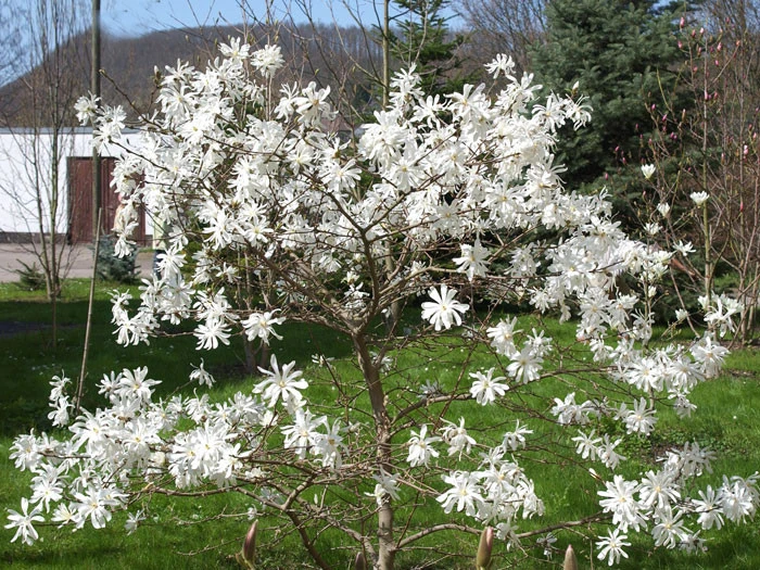 Magnolia Stellata 'Royal Star', Sternmagnolie â Bild 3