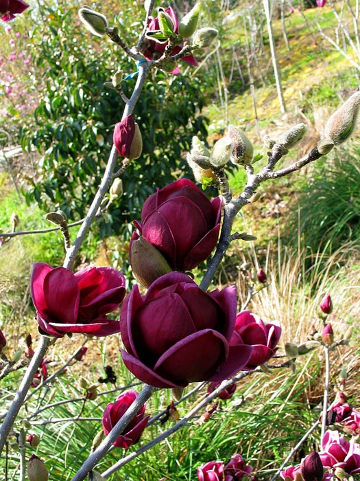 Magnolia 'Genie', Magnolien-Hybride â Bild 2