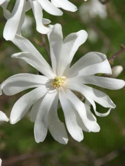 Magnolia Stellata 'Royal Star', Sternmagnolie
