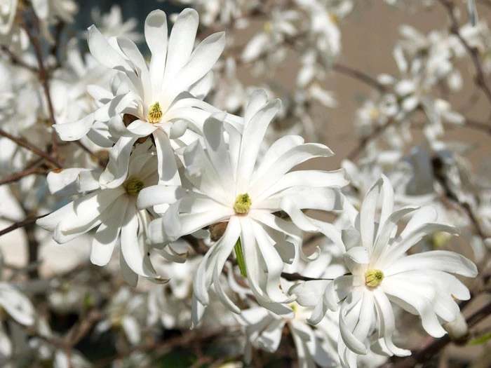 Magnolia Stellata 'Royal Star', Sternmagnolie â Bild 2