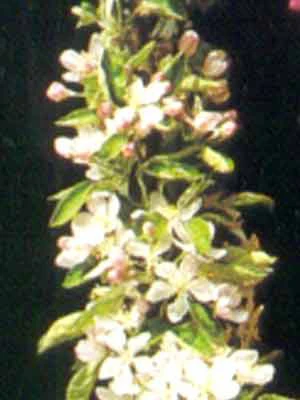 Säulenapfel 'Starcats' ® – Bild 2