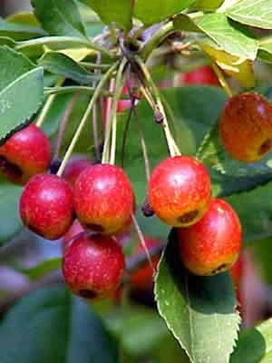 Malus 'Tina', Zierapfel - Stämmchen – Bild 2