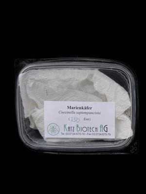 7-Punkt-Marienkäfer (Art.Nr. KB2016) – Bild 2