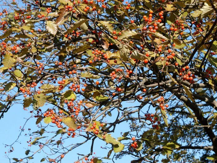 Sorbus Intermedia, Schwedische Mehlbeere â Bild 2