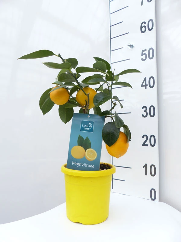 Zitronenbaum 'Meyerzitrone' - Lemon Time® – Bild 3