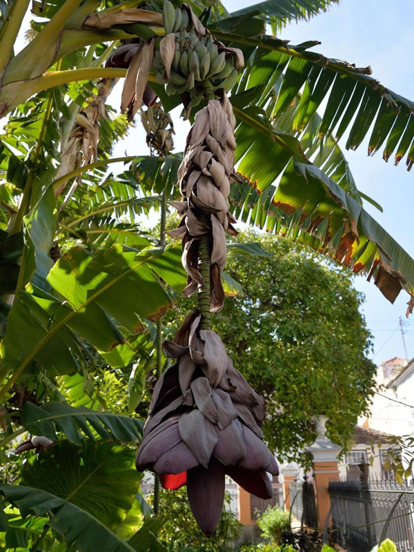 Musa Ensete, Zierbanane – Bild 2
