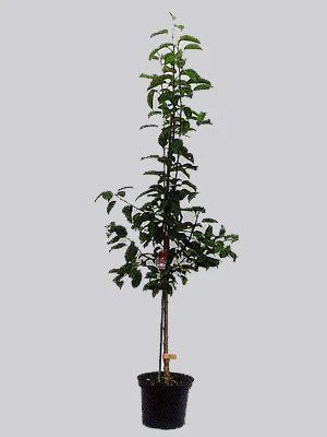 Nektarine 'Flavortop' – Bild 2