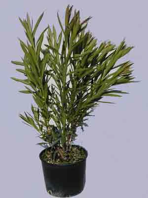 Nerium Oleander, Oleander â Bild 2