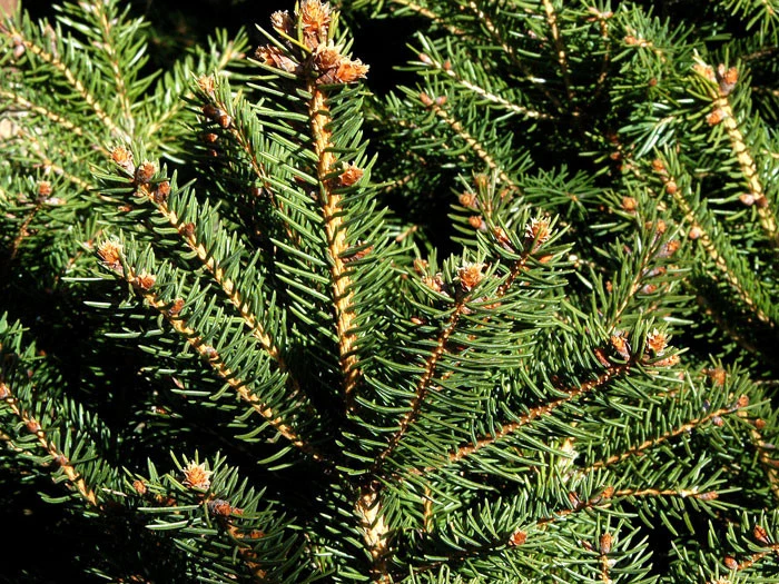 Picea Abies 'Nidiformis', Nest-Fichte – Bild 2