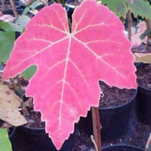 Kernarme Tafeltraube New York Muscat – Bild 2