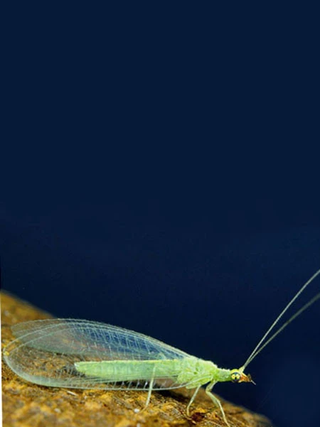 Florfliege (Art.Nr. KB4070) â Bild 2