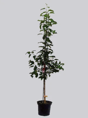 Aprikose Mombacher Frühe – Bild 2