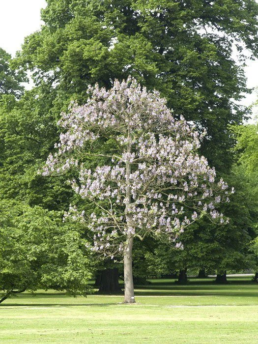 Paulownia Tomentosa, Blauglockenbaum