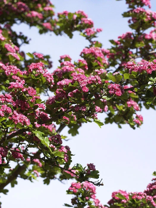 Crataegus Laevigata 'Paul's Scarlet', Echter Rotdorn