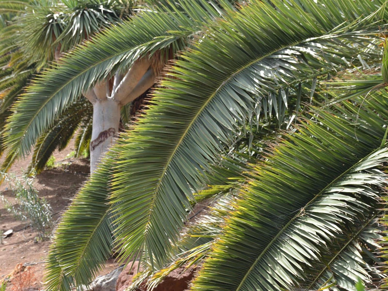 Kanarische Dattelpalme, Phoenix Canariensis – Bild 4