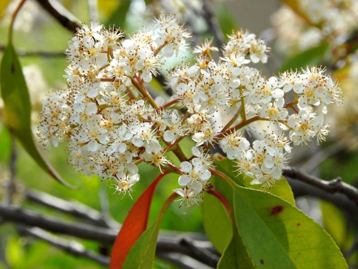 Photinia Fraseri 'Red Robin', Immergrüne Rote Glanzmispel – Bild 6