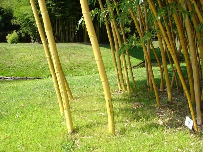 Phyllostachys Vivax Aureocaulis, Zauber-Bambus – Bild 2