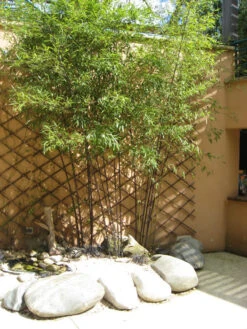 Phyllostachys Nigra Punctata, Schwarzrohrbambus