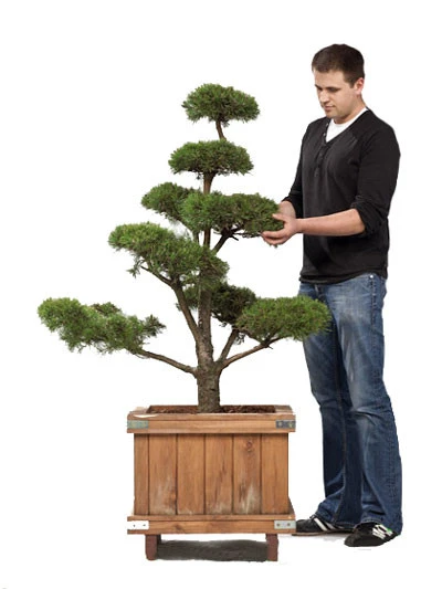 Pinus sylvestris - Bonsai, XXL-Produkt