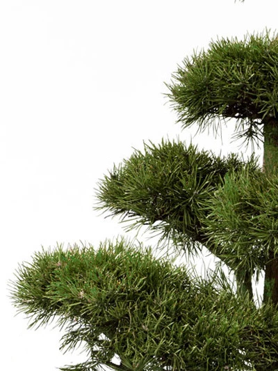 Pinus sylvestris - Bonsai, XXL-Produkt – Bild 2