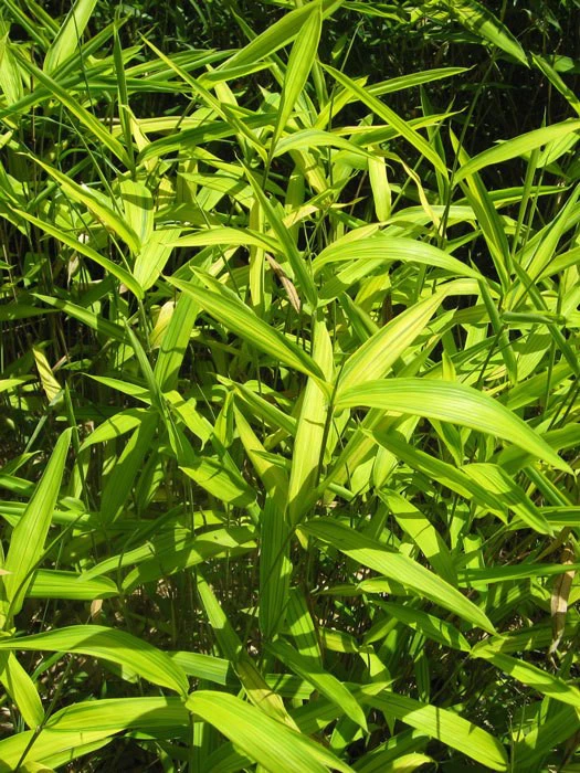 Pleioblastus Viridistriatus (Pleioblastus Auricoma), Gestreifter Zwergbambus