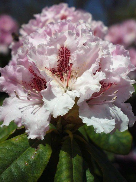 Rhododendron 'Progres' – Bild 4