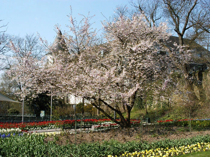 Prunus Subhirtella 'Accolade', Frühe Zierkirsche – Bild 2