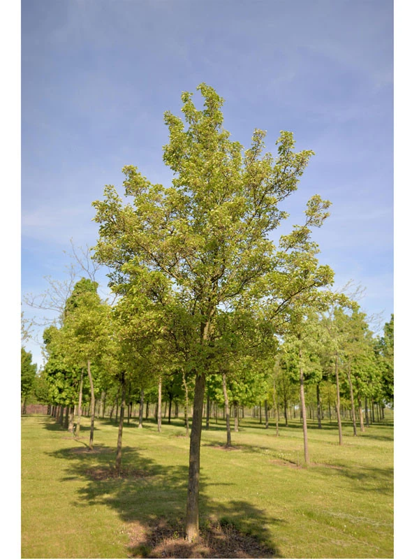 Pyrus Calleryana 'Chanticleer', Chinesische Wildbirne - Hochstamm – Bild 2