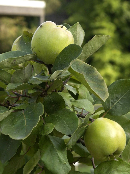 Riesenquitte Von Leskovac, Apfelquitte