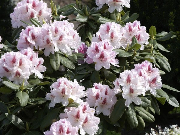 Rhododendron 'Progres' – Bild 3