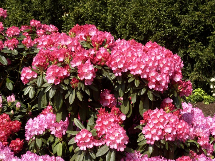 Rhododendron Yakushimanum 'Fantastica' â Bild 2