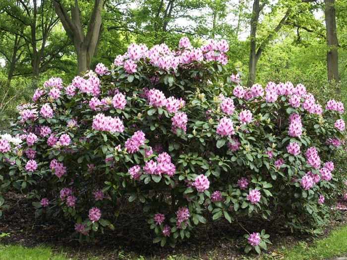 Rhododendron 'Furnivall's Daughter' INKARHO® – Bild 2
