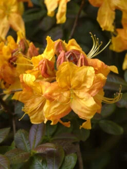 Rhododendron Luteum 'Klondyke', SommergrĂŒne Japanische Gartenazalee
