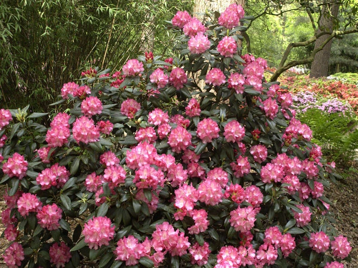 Rhododendron Yakushimanum 'Marlis' – Bild 2