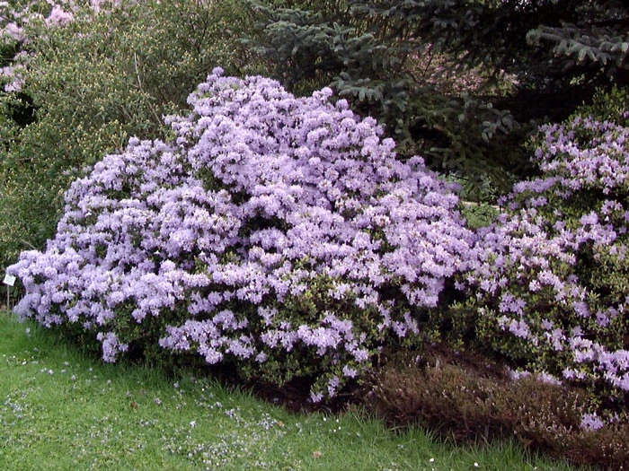 Rhododendron Impeditum 'Moerheim' – Bild 2