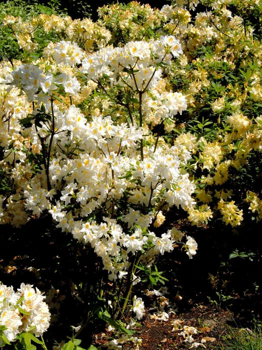 Rhododendron Luteum 'Persil', Sommergrüne Japanische Gartenazalee – Bild 2