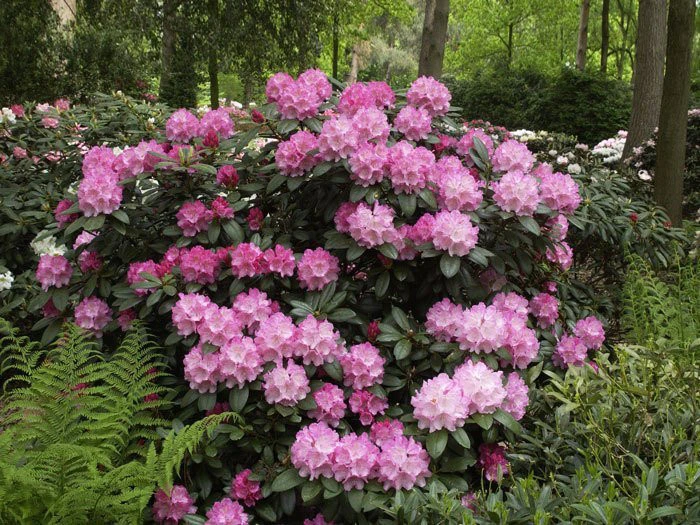 Rhododendron Yakushimanum 'Polaris' â Bild 2