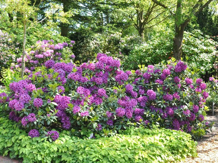 Rhododendron 'Rasputin' â Bild 2