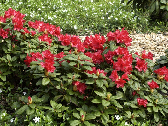 Rhododendron Repens 'Scarlet Wonder' – Bild 2