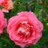 Rose Sommersonne ® - Kordes