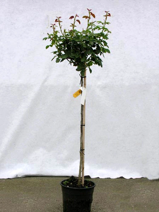 Rosen-Stämmchen Gärtnerfreude®/Toscana® - Kordes – Bild 2