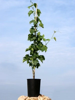 Tafel- Und Weintraube Roter Gutedel – Bild 2