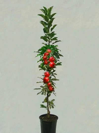 Säulenapfel 'Rondo' ®, Malus Domestica 'Rondo' – Bild 3